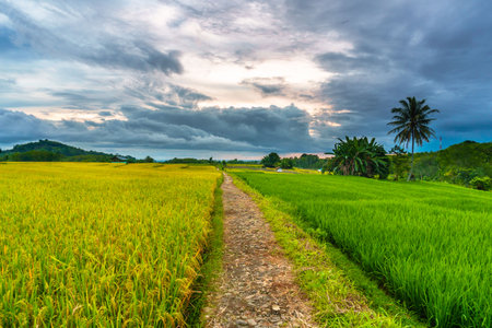 Wonderful sunrise scenery indonesia nature mountain valley forest with bright skyの写真素材