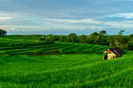 Scenic Aerial View of Paddy Fields with Mountain Horizon in Morning Lightの写真素材