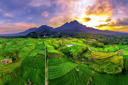 Aerial Panorama of Rice Fields and Mountains at Sunriseの写真素材