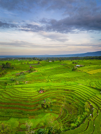 Beautiful morning view indonesia panorama landscape paddy fields with beauty color and sky natural...