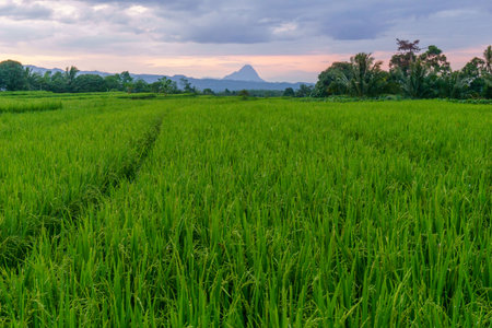 Beautiful morning view indonesia panorama landscape paddy fields with beauty color and sky natural lightの写真素材