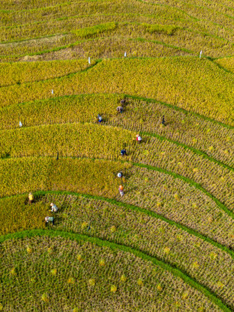 Beautiful morning view indonesia panorama landscape paddy fields with beauty color and sky natural...