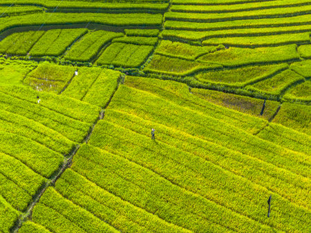 Beautiful morning view indonesia panorama landscape paddy fields with beauty color and sky natural...