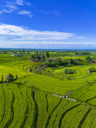 Beautiful morning view indonesia panorama landscape paddy fields with beauty color and sky natural...