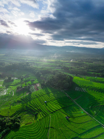 Beautiful morning view indonesia panorama landscape paddy fields with beauty color and sky natural...