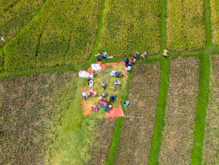 Beautiful morning view indonesia Panorama Landscape paddy fields with beauty color and sky natural...