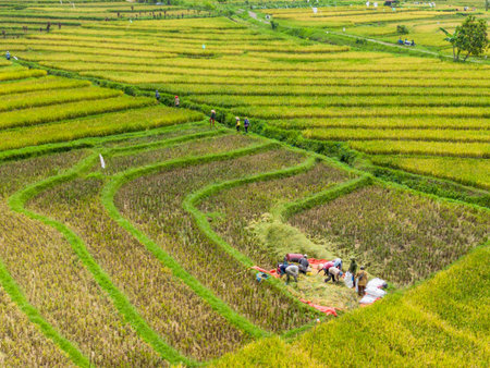 Beautiful morning view indonesia Panorama Landscape paddy fields with beauty color and sky natural...