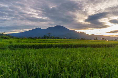 Beautiful morning view in Indonesia. Panorama landscape of paddy fields with beautiful colors and...