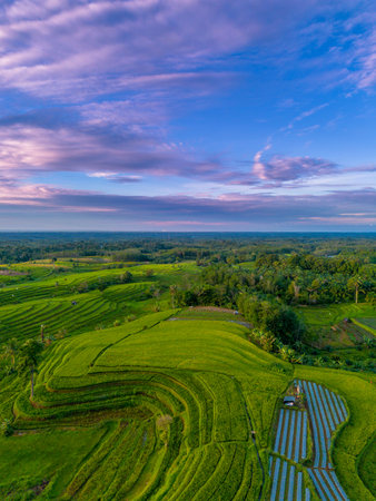 Beautiful morning view indonesia Panorama Landscape paddy fields with beauty color and sky natural...