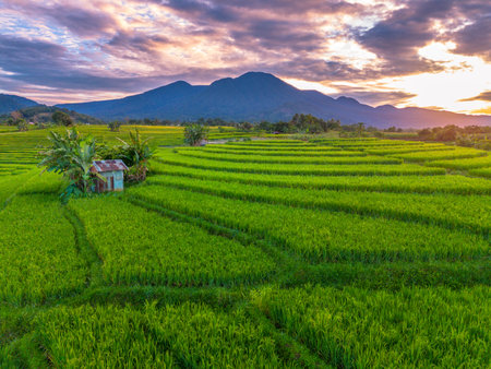 Beautiful morning view indonesia Panorama Landscape paddy fields with beauty color and sky natural...