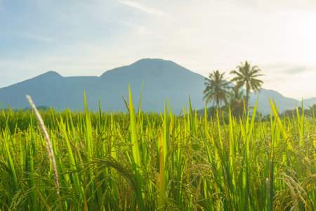 Beautiful morning view indonesia Panorama Landscape paddy fields with beauty color and sky natural lightの写真素材