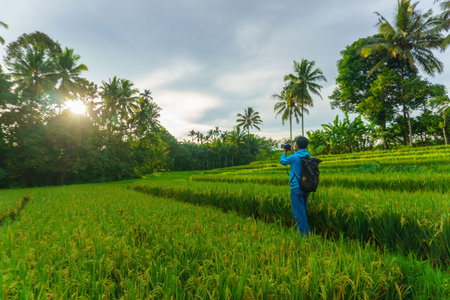Beautiful morning view indonesia Panorama Landscape paddy fields with beauty color and sky natural...