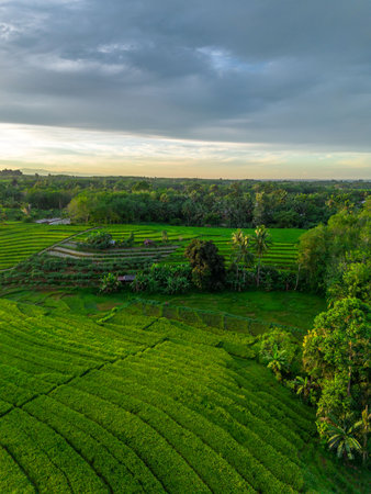 Beautiful morning view in Indonesia. Panorama landscape of paddy fields with beautiful colors and natural light.の写真素材
