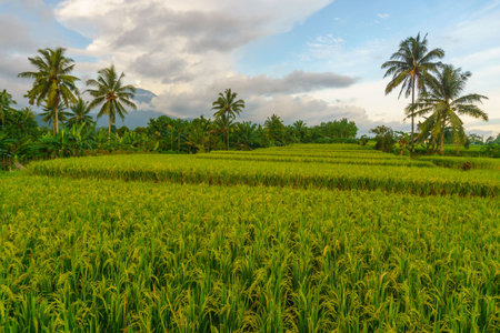 Beautiful morning view indonesia Panorama Landscape paddy fields with beauty color and sky natural...