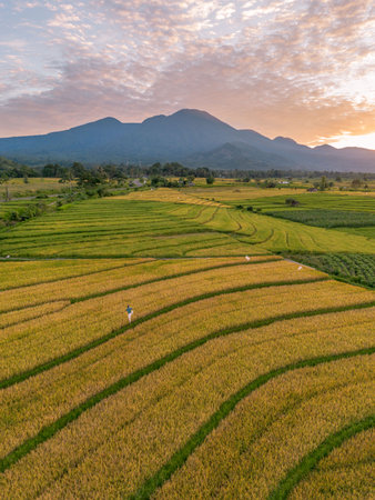 Beautiful morning view indonesia Panorama Landscape paddy fields with beauty color and sky natural lightの写真素材