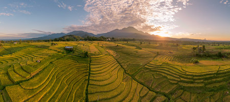 Beautiful morning view in Indonesia. Panorama landscape of paddy fields with beautiful colors and...