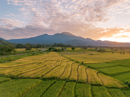 Beautiful morning view indonesia Panorama Landscape paddy fields with beauty color and sky natural...