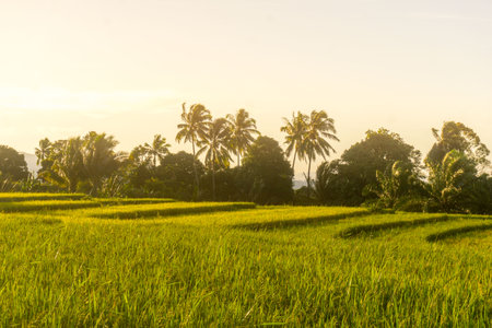 Beautiful morning view indonesia Panorama Landscape paddy fields with beauty color and sky natural...