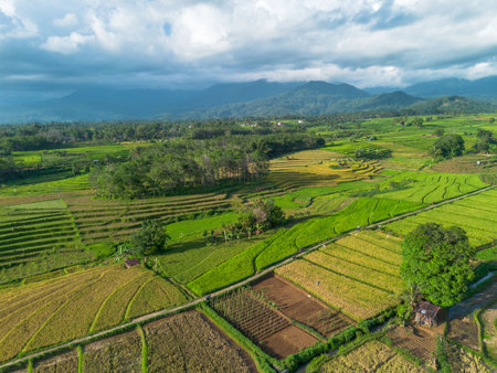 Beautiful morning view indonesia Panorama Landscape paddy fields with beauty color and sky natural lightの写真素材