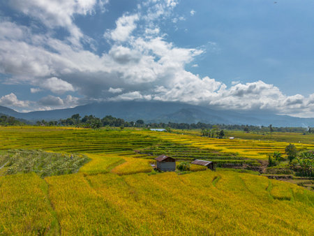 Beautiful morning view indonesia Panorama Landscape paddy fields with beauty color and sky natural lightの写真素材