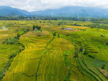Beautiful morning view indonesia Panorama Landscape paddy fields with beauty color and sky natural lightの写真素材