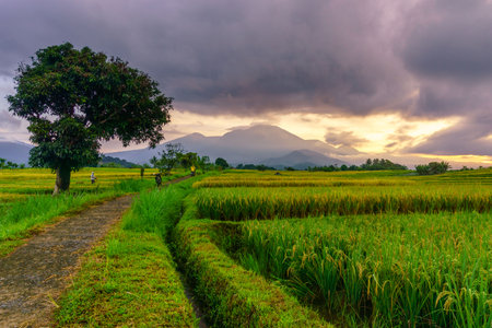 Beautiful morning view indonesia Panorama Landscape paddy fields with beauty color and sky natural lightの写真素材