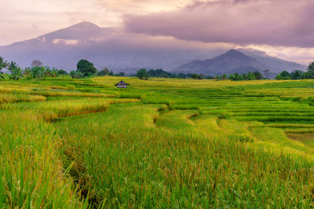 Beautiful morning view in Indonesia. Panorama landscape of paddy fields with beautiful colors and natural light.の写真素材