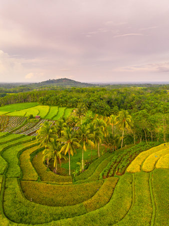 Beautiful morning view indonesia Panorama Landscape paddy fields with beauty color and sky natural...
