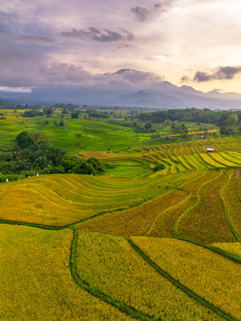 Beautiful morning view indonesia Panorama Landscape paddy fields with beauty color and sky natural lightの写真素材