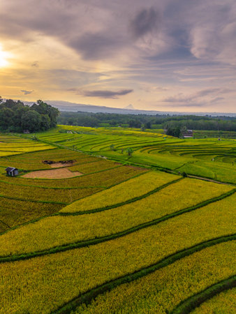 Beautiful morning view indonesia Panorama Landscape paddy fields with beauty color and sky natural...