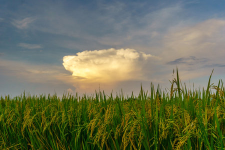 Beautiful morning view indonesia Landscape paddy fields with beauty color and sky natural lightの写真素材