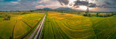 Beautiful morning view indonesia Panorama Landscape paddy fields with beauty color and sky natural...