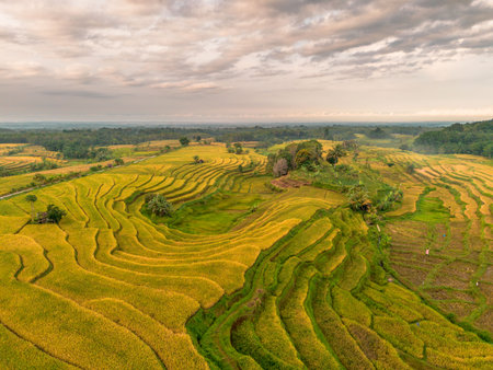 Beautiful morning view indonesia Panorama Landscape paddy fields with beauty color and sky natural...