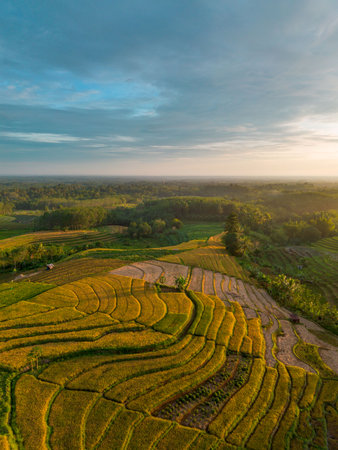 Beautiful morning view indonesia Panorama Landscape paddy fields with beauty color and sky natural...