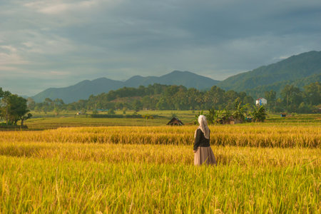 Beautiful morning view indonesia Panorama Landscape paddy fields with beauty color and sky natural lightの写真素材
