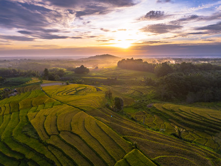 Beautiful morning view indonesia Panorama Landscape paddy fields with beauty color and sky natural lightの写真素材