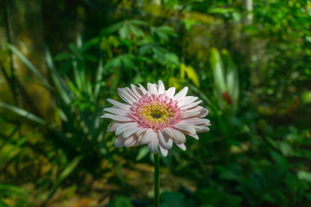 Beautiful morning view indonesia Panorama Landscape paddy fields with beauty color and sky natural lightの写真素材