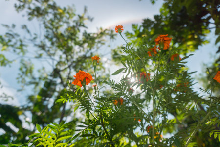 Beautiful morning view indonesia Landscape paddy fields with beauty color and sky natural lightの写真素材