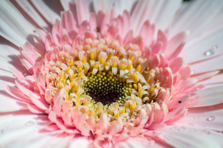 Beautiful morning view indonesia Panorama Landscape paddy fields with beauty color and sky natural lightの写真素材