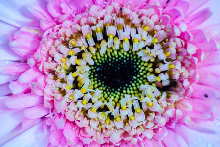 Beautiful morning view indonesia Landscape paddy fields with beauty color and sky natural lightの写真素材