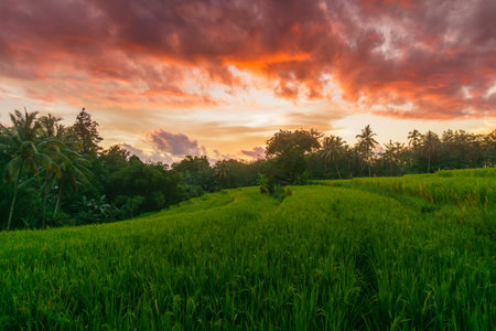 Beautiful morning view indonesia Panorama Landscape paddy fields with beauty color and sky natural lightの写真素材
