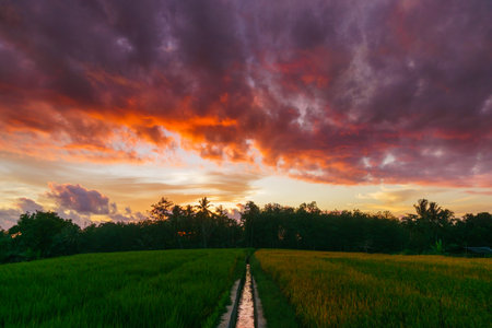 Beautiful morning view indonesia Panorama Landscape paddy fields with beauty color and sky natural lightの写真素材