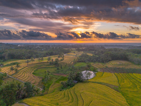 Beautiful morning view indonesia Panorama Landscape paddy fields with beauty color and sky natural lightの写真素材