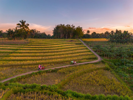 Beautiful morning view in Indonesia. Panorama landscape paddy fields with beautiful colors and natural light.の写真素材