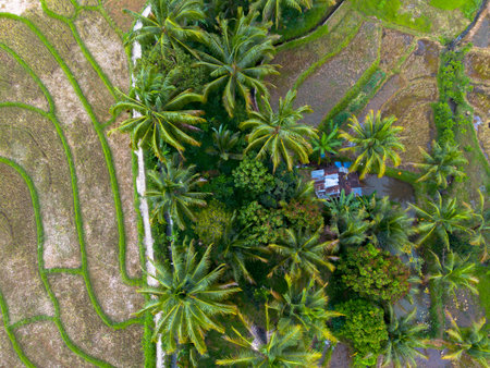 Beautiful morning view indonesia Landscape paddy fields with beauty color and sky natural lightの写真素材