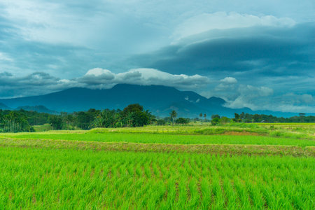 Beautiful morning view indonesia Panorama Landscape paddy fields with beauty color and sky natural lightの写真素材