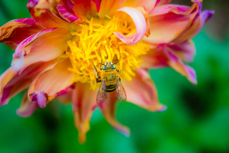 The beauty of the flower gardenの写真素材