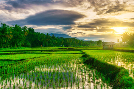 Beautiful morning view indonesia Panorama Landscape paddy fields with beauty color and sky natural lightの写真素材