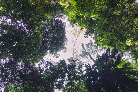 Beautiful morning view indonesia Panorama Landscape paddy fields with beauty color and sky natural lightの写真素材