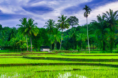 Beautiful morning view indonesia Panorama Landscape paddy fields with beauty color and sky natural lightの写真素材